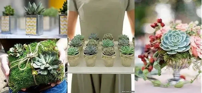 Wedding Succulents - iCustomLabel