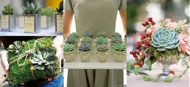 Wedding succulents in pots, moss bouquet, and floral arrangement centerpiece